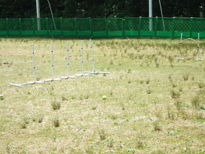 ドッグ・ラン。犬はいましたがドッグ・ランにはいませんでした。