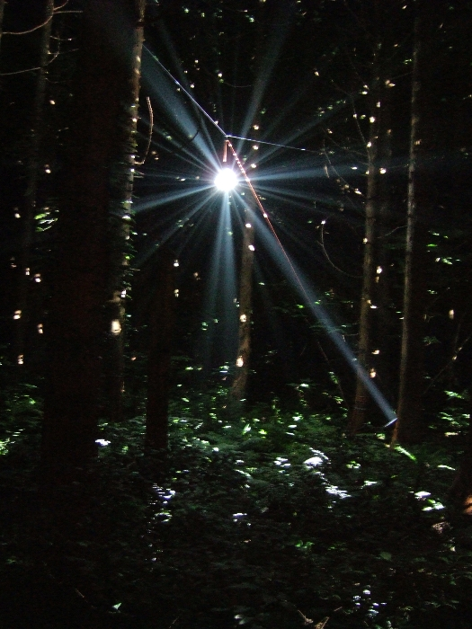 ミラーボールに光を当てて木々や下草を照らしています。風に揺れると一層きれいに見えます。