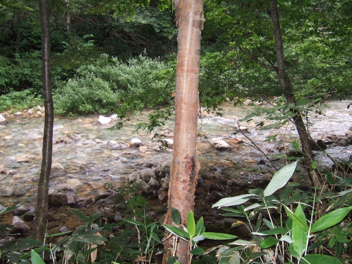 すぐそこに見える浅貝川。降りようと思えば降りられます。