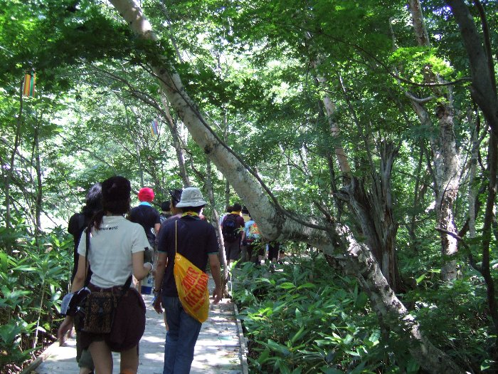 南行きボードウォークは周辺の木が白樺のイメージです。