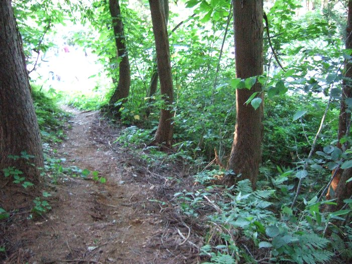 抜け道のわだち。 