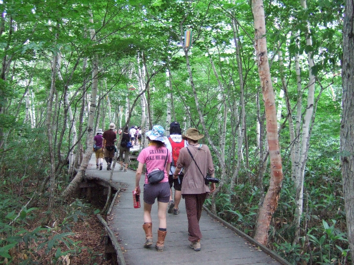 白樺が美しい道。 