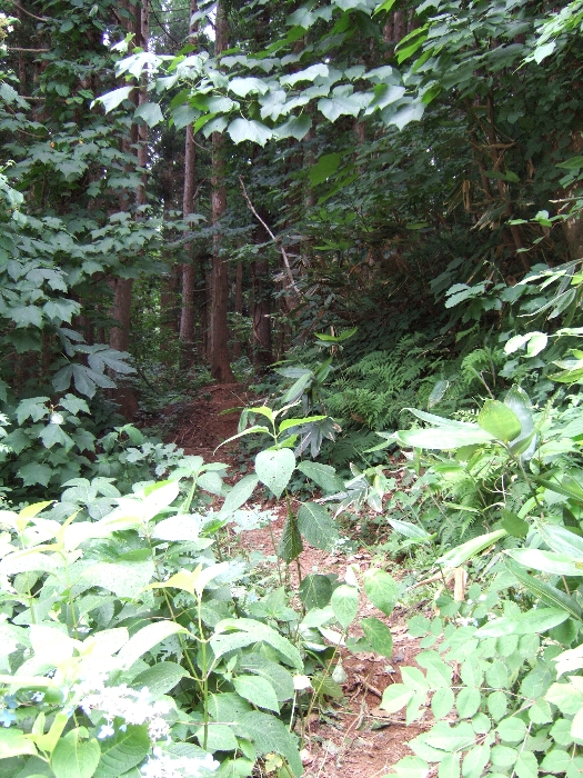 草刈りはされなかったようです。 