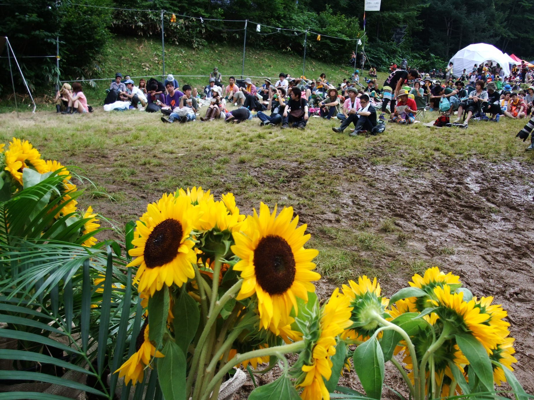 ジプシーアバロンの手前にあるヒマワリ。