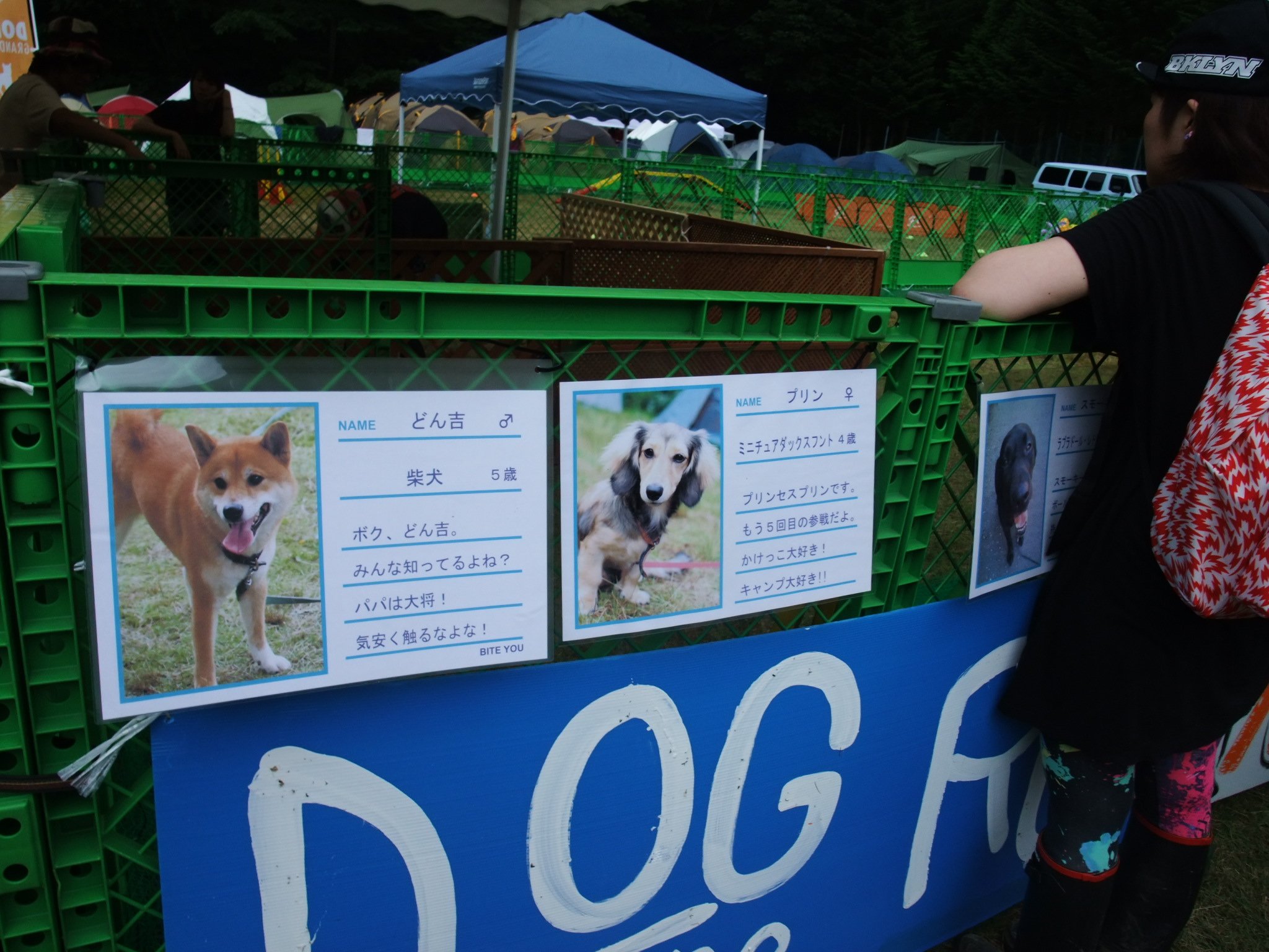 犬の紹介。「どん吉」と表記するようです。