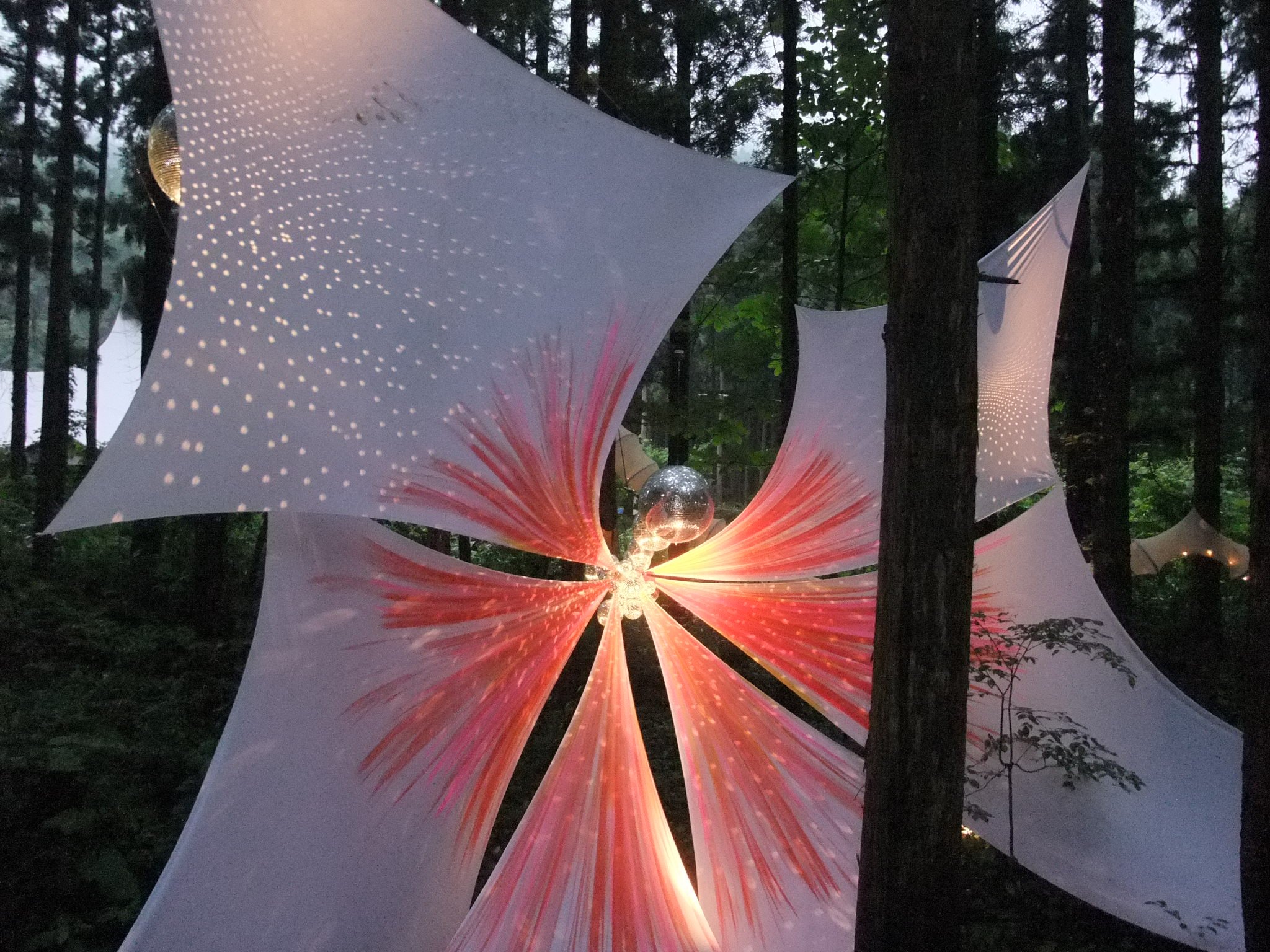 花の中心が光っています。