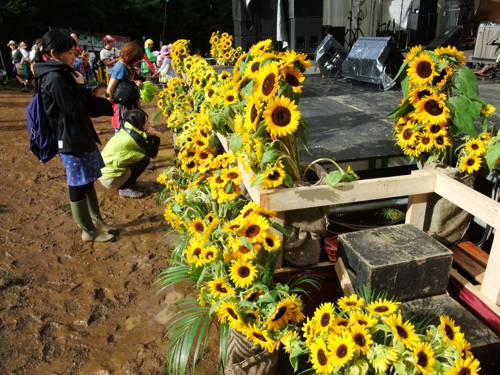 ステージの前のヒマワリ。