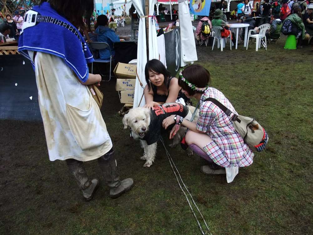 外に出てきている犬。