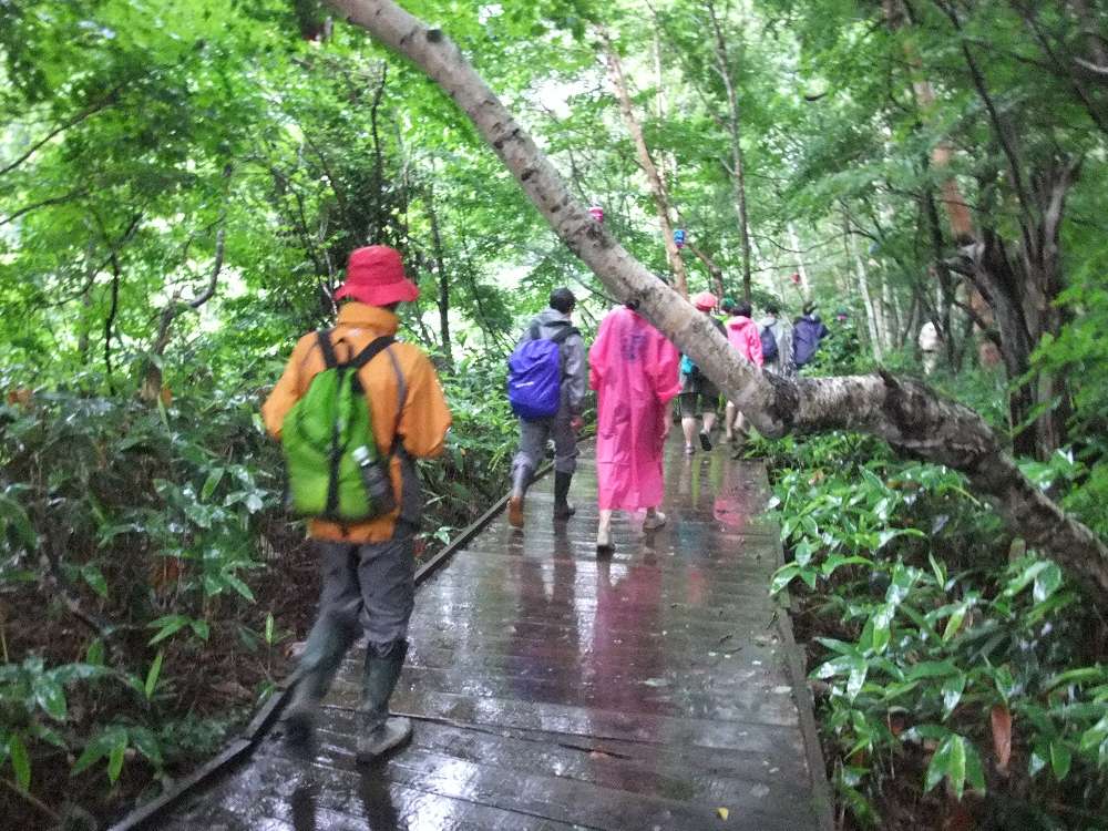 木をよけて通るところ。