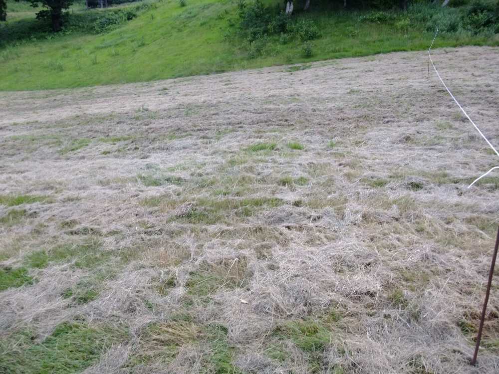 Hサイトのために草を刈ったあと。