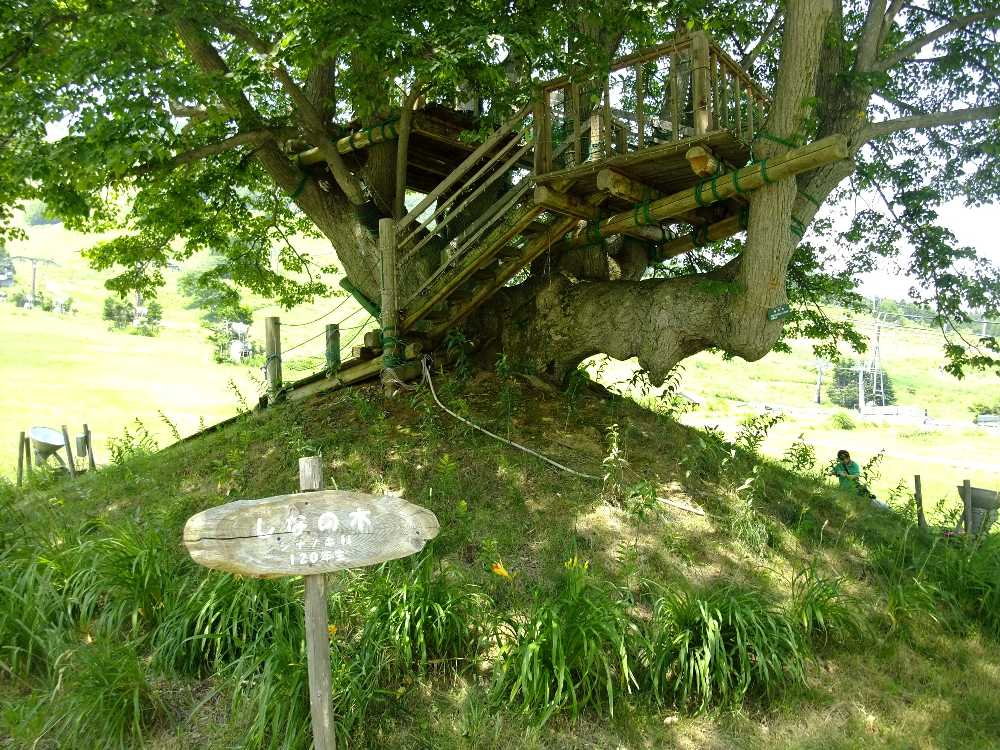 「しなの木」と書かれている。「120年生」という。