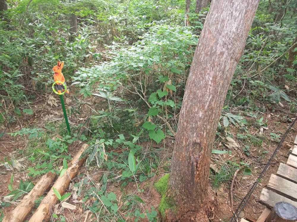 持っているのはタンバリン。