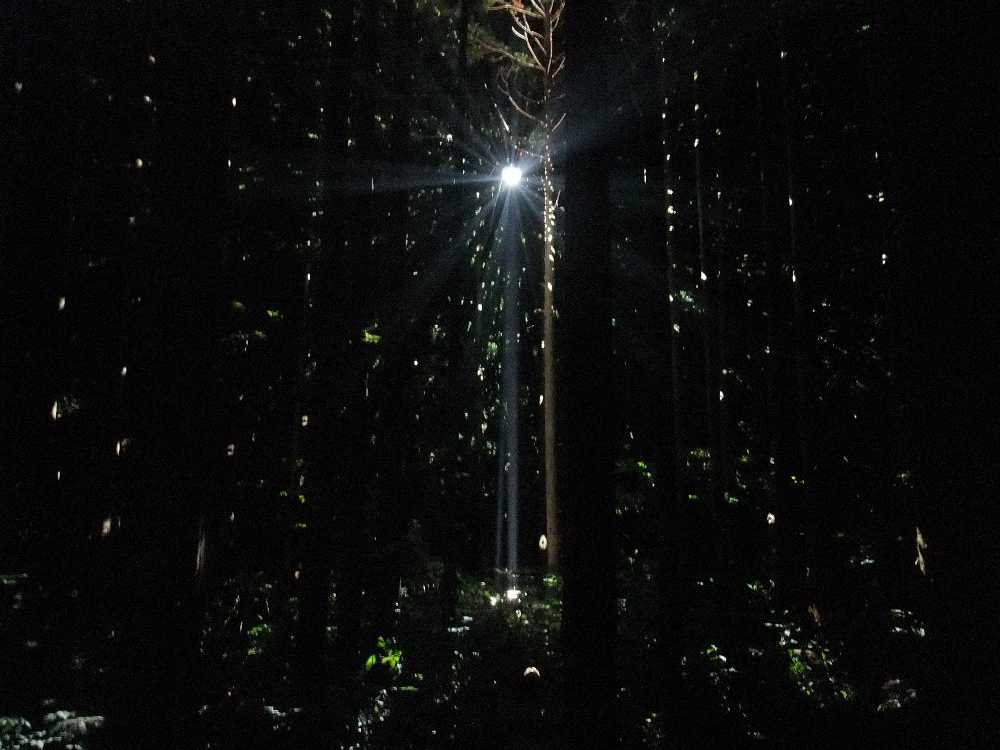 写真にすると光のゆれを入れるのが難しい。