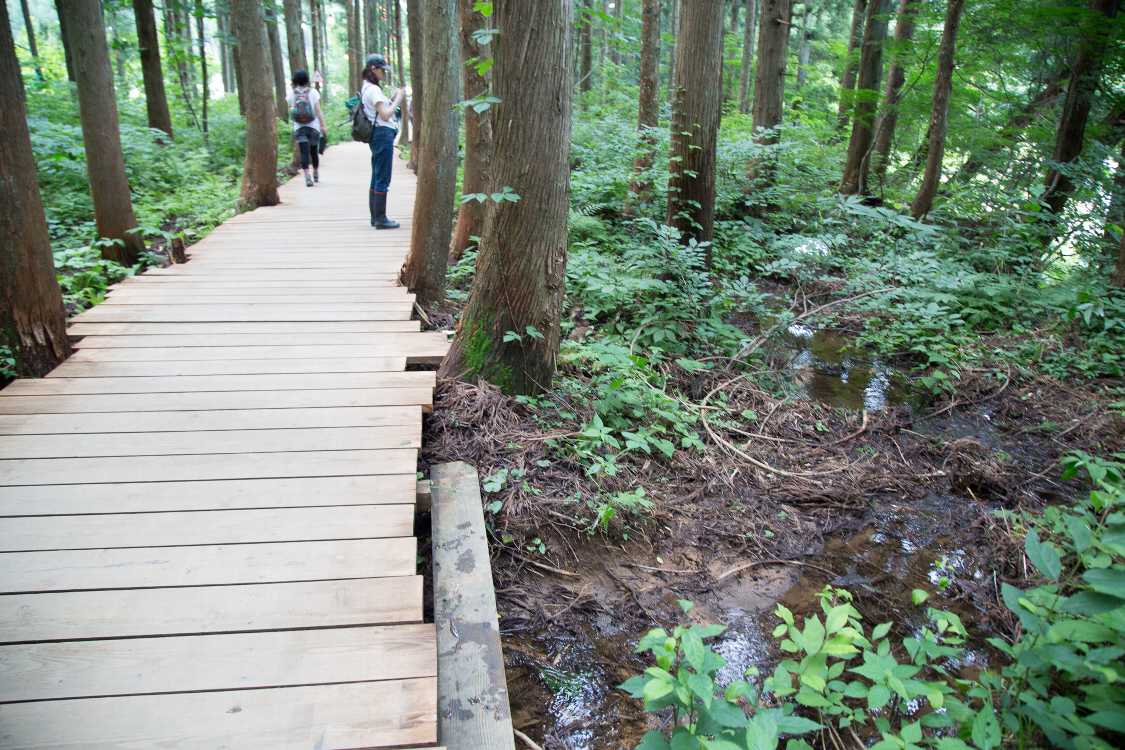 ボードウォークがせせらぎを渡る。