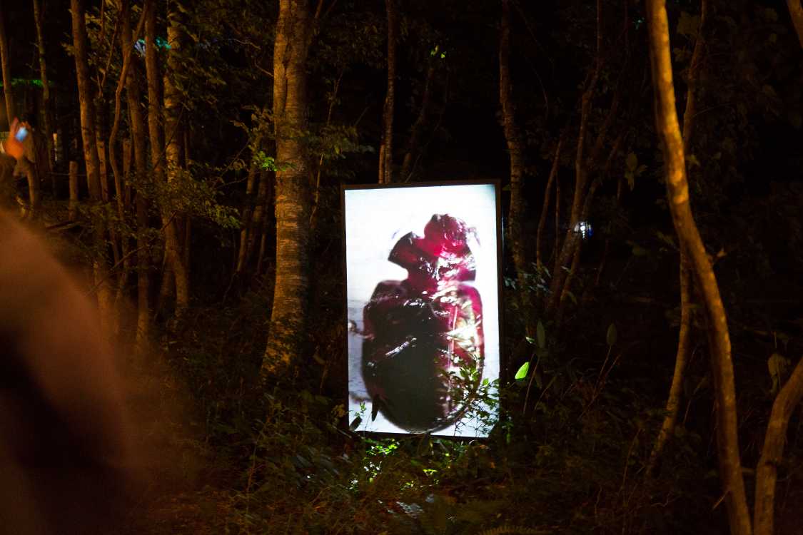 ゴキブリのような虫の映像。