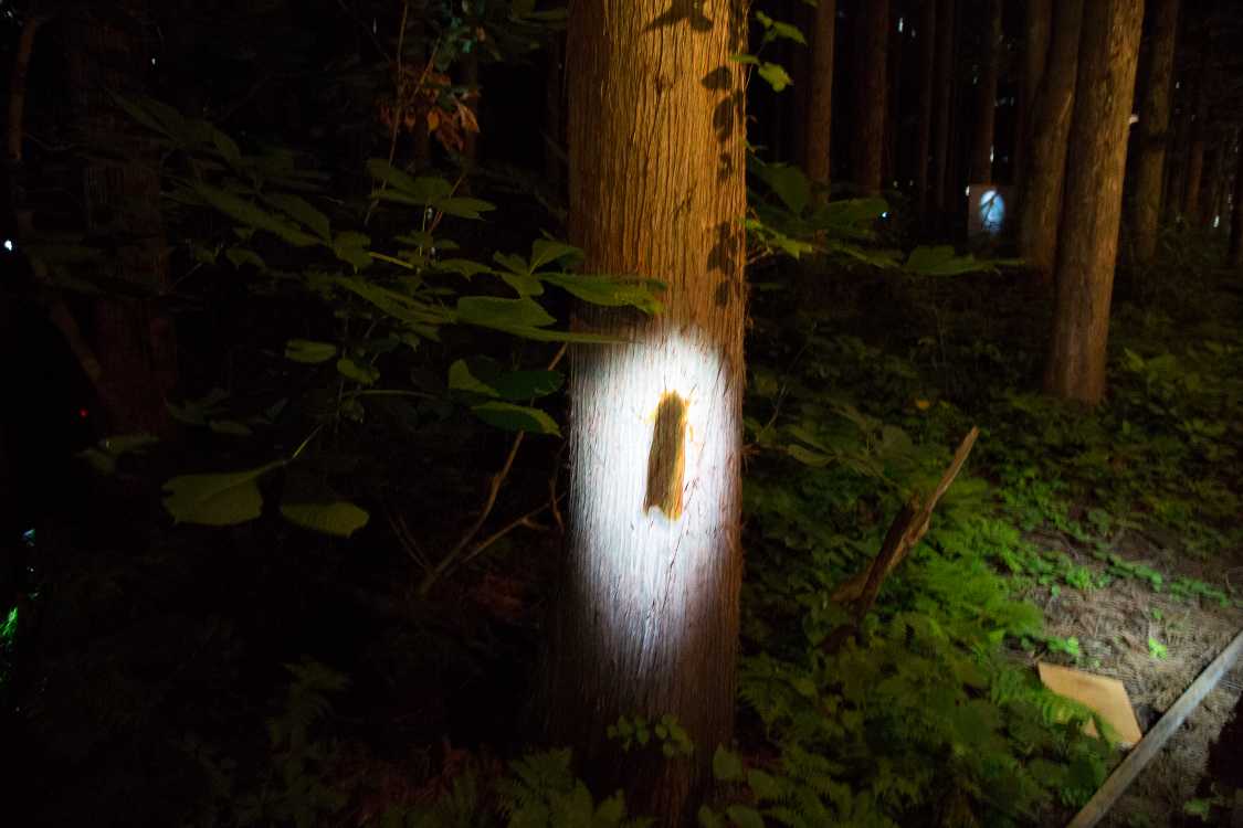 ガの映像を木に投影。