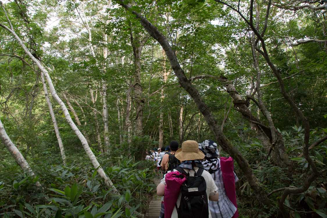 生い茂っているとやはり暗い。