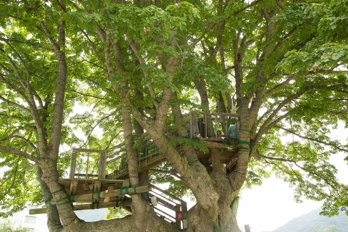 秘密基地のような樹上構造物。人もいます。