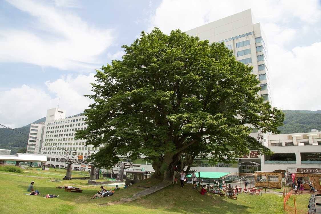 苗場プリンスホテルの裏のシナノキ。