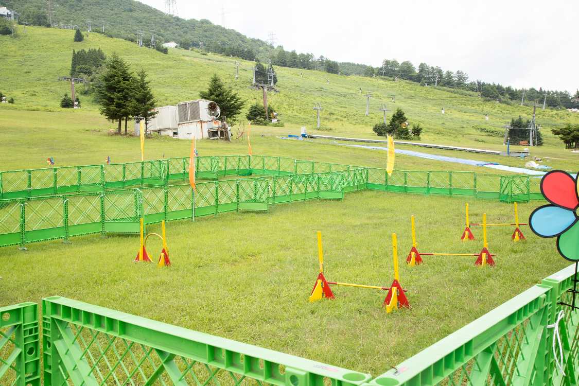 ドッグ・ワンダーランドができて以降、実際に連れてこられた犬はそれほど多くなく、犬が走り回っている姿はあまり見られません。