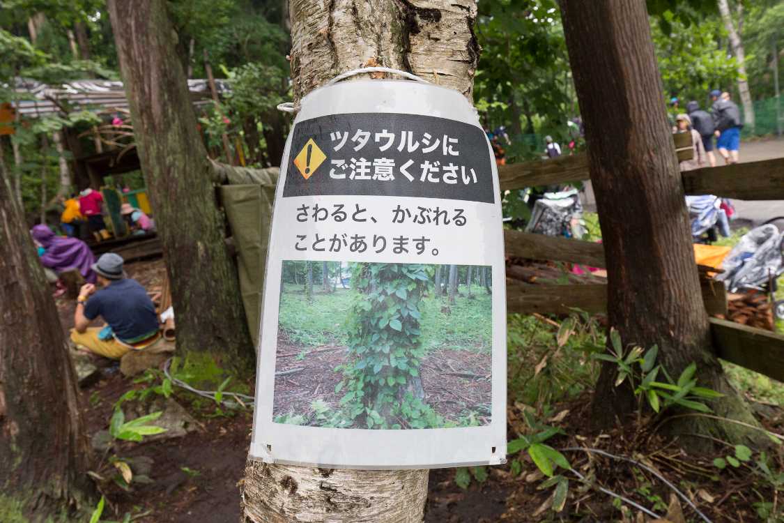 ウルシがかぶれるのは有名ですが、素人にはなかなか現場で判別しにくい。