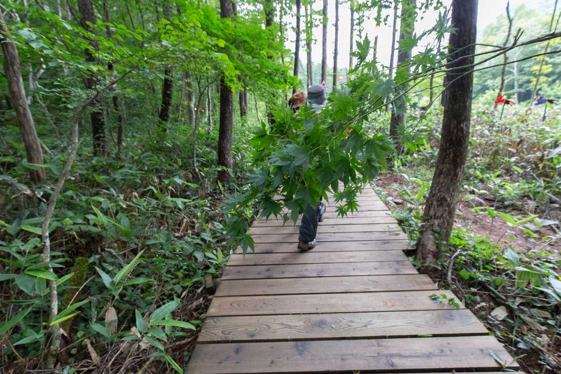 枝の垂れ下がり。放置しておく方がむしろ自然か。