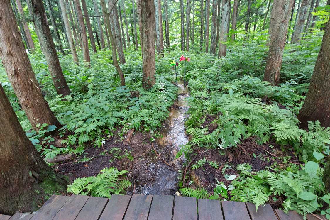 ボードウォークの下を流れる小川。