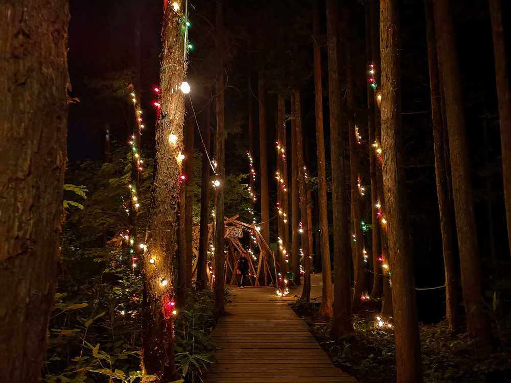 木に巻き付けた電飾。