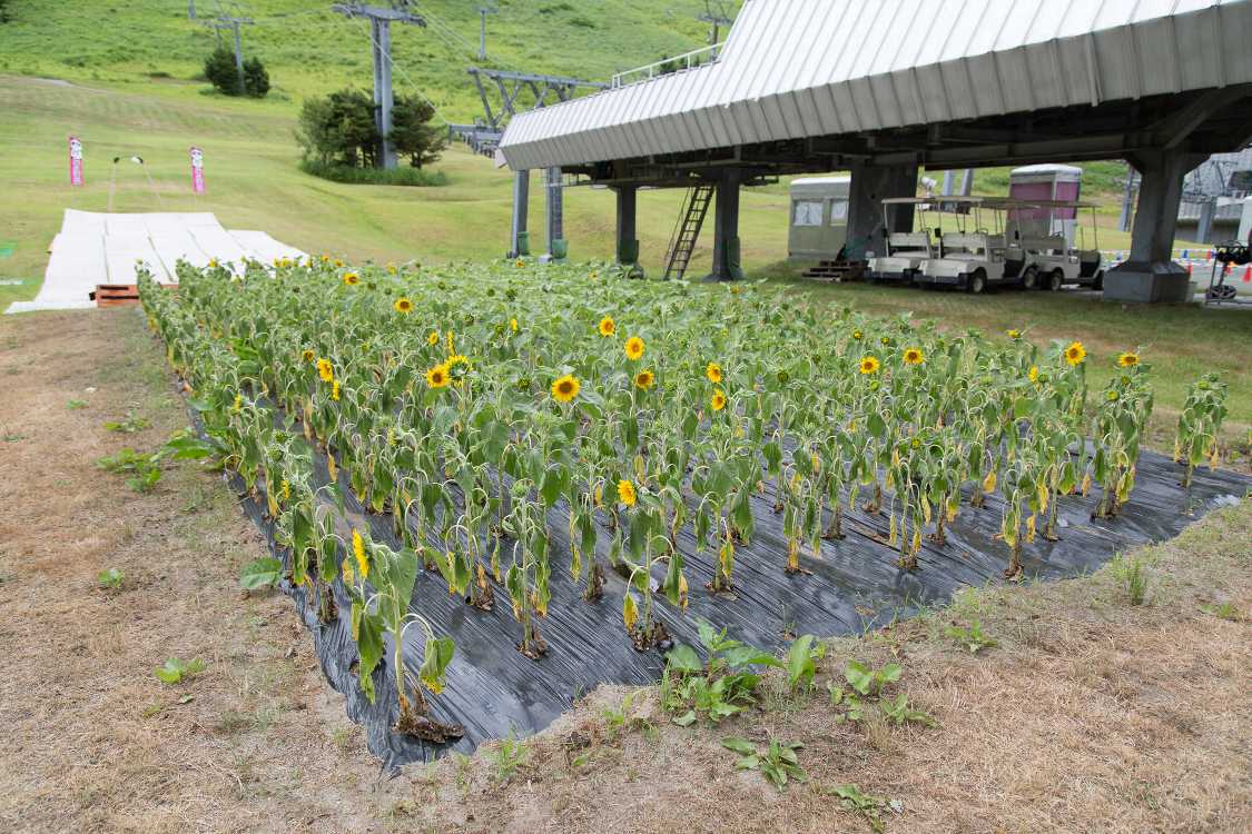 ホテル裏のひまわり畑。