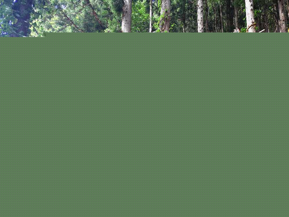 日曜日はロープで登るための木が取り外されていました。