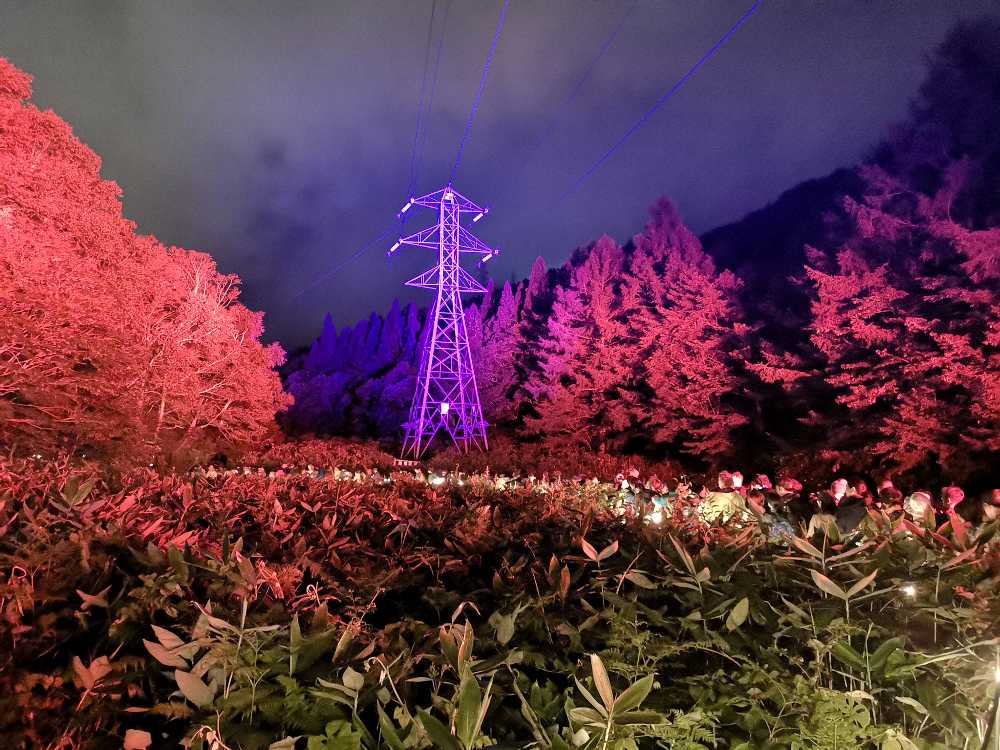 森全体がライトアップされています。