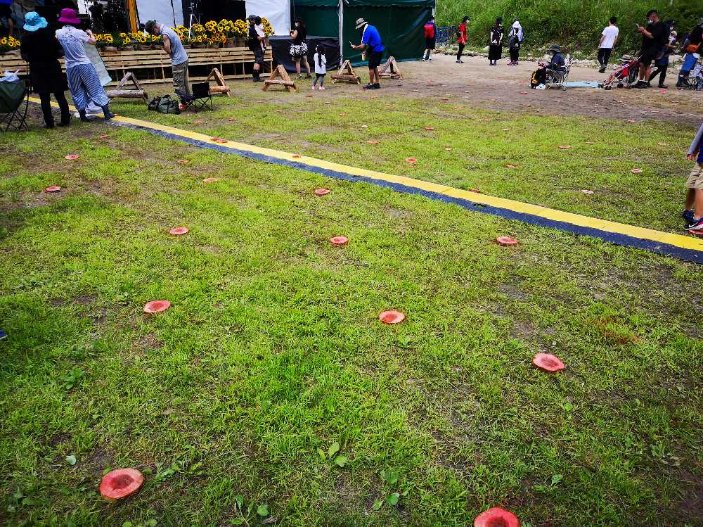 概ね1メートル間隔で木を打ち付けていました。。