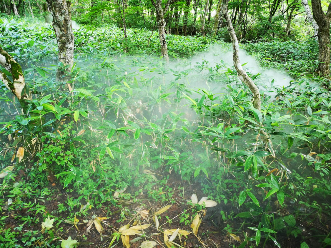 人工的に霧を発生させていました。