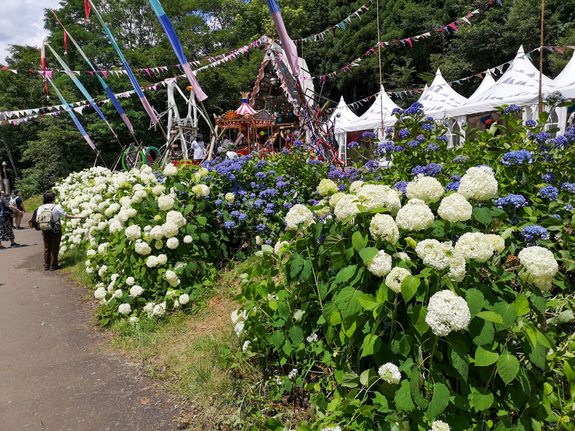 アジサイが開催時期に見頃。