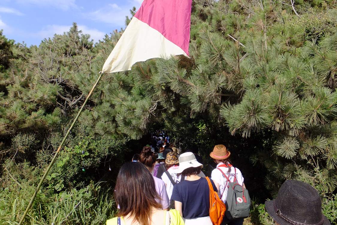 防風林をくぐる。