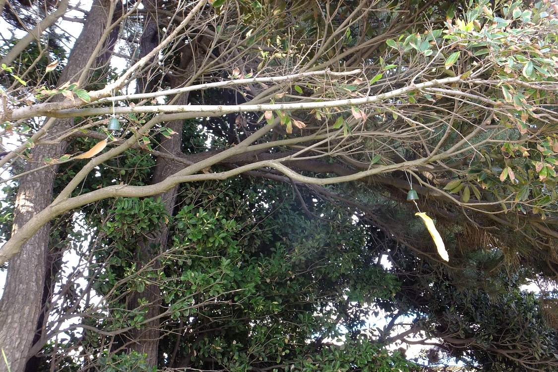 自然の木に吊された風鈴。